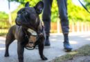 Dog walkers slapped with £150 annual permit fee to use parks