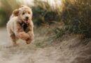 Dog trainer issues advice to owners about ‘silent killer’ Dog trainer issues advice to owners about ‘silent killer’