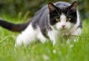 Cats ‘won’t go near’ gardens or dig up plants if you scatter 19p item