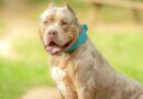 New UK rules for certain dog breeds in June 9 update for owners | UK | News