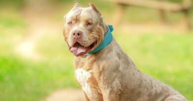 New UK rules for certain dog breeds in June 9 update for owners | UK | News New UK rules for certain dog breeds in June 9 update for owners | UK | News