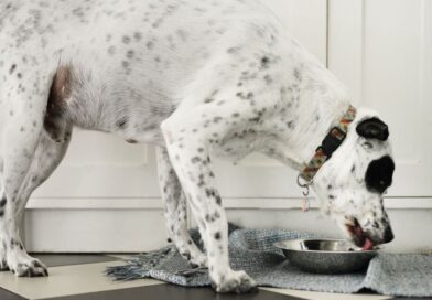 Urgent dog food recall over brain damage fears – ‘life-threatening’ risk | World | News