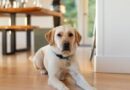 ‘I’m a vet and there’s are the only 9 dog breeds I would own as pets’