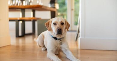 ‘I’m a vet and there’s are the only 9 dog breeds I would own as pets’