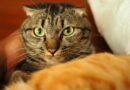 What cats really think when you leave house and if they miss you