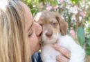 ‘Very rare’ puppy thrown into bin and left to die looking for new home