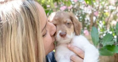 ‘Very rare’ puppy thrown into bin and left to die looking for new home
