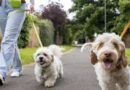 Dog owners urged to avoid early morning walks from Saturday