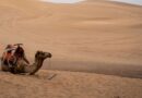 Animal charity celebrates 10 years of raising awareness of working animals