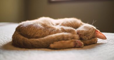 Cats sleep curled up for reason – not comfort like most owners think Cats sleep curled up for reason – not comfort like most owners think