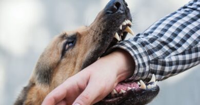 Vet names the 3 dog breeds most likely to bite – not pit bulls