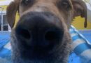 Couple adopt rescue labrador puppy but get big surprise