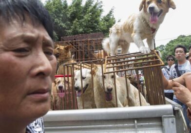 Horror as ‘dog eating festival’ returns in China | World | News