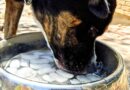 RSPCA settles whether it’s safe for dogs to eat ice cubes RSPCA settles whether it’s safe for dogs to eat ice cubes