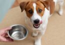 Charity lists methods to make dog drink more water during 37C heatwave