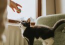 Cat owners may be misreading their pet’s vibrating tail