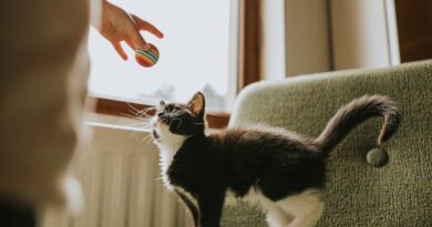 Cat owners may be misreading their pet’s vibrating tail