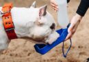 Vet’s warning to dog owners about collars during UK heatwave