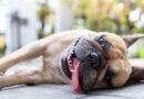 I’m a vet nurse – 5 common signs your dog has heatstroke