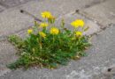Not vinegar or bleach – weeds die instantly when using 2 kitchen items