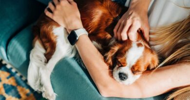 Dog owners urged not to do 1 thing on Friday