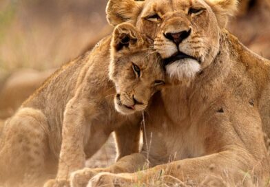 Horror as boy snatched by lion and mauled to death – remains in vomit | World | News