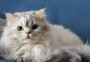 7 cats most at risk of heatstroke as owners warned of urgent action