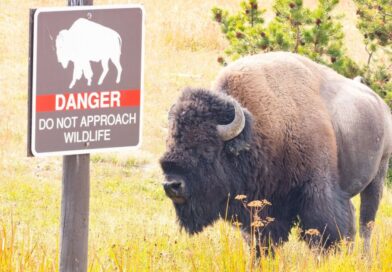 Child taken to hospital after being injured by bison at Yellowstone National Park | World | News