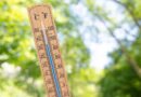 Woman floored as heatwave ’causes unexpected fruit to grow in garden’