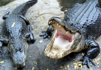 Horror as woman dies after alligator mauls her arm off | World | News