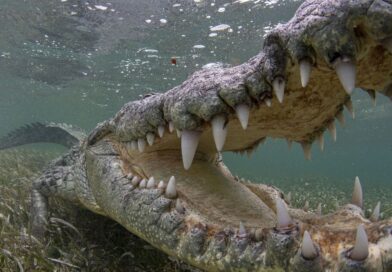Horror as man mauled to death by crocodile that dragged him out to sea | World | News