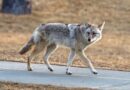 Deadly parasitic tapeworm detected in West Coast wildlife for first time