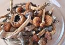 Psilocybin mushrooms linked to brain improvements in Alzheimer’s patient