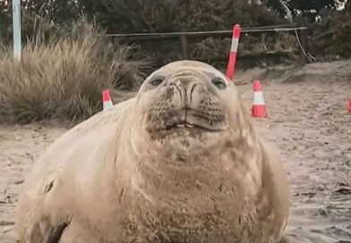 Neil the Seal is once again wreaking havoc in the streets of Tasmania Neil the Seal is once again wreaking havoc in the streets of Tasmania
