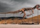 Rare T. rex fossil sells for record $50.1 million at auction