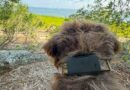 Hands-on with the Fi Ultra Starlink-enabled pet tracker Hands-on with the Fi Ultra Starlink-enabled pet tracker
