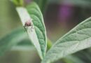 Protect gardens from flies with two simple ingredients