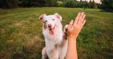 Vet warns your next pet bill could be about to jump Vet warns your next pet bill could be about to jump