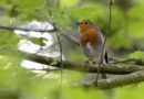 Wildlife hospital issues alert to those who gets robins in garden