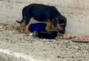 Tiny puppies left to die searching for second chance