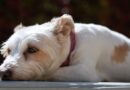 Dog trainer issues crucial 3-step process when leaving pet home alone Dog trainer issues crucial 3-step process when leaving pet home alone