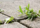 I asked 5 experts how to stop driveway weeds — they all named 1 method