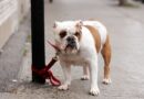 UK areas with the most reported dog thefts and 4 most stolen breeds UK areas with the most reported dog thefts and 4 most stolen breeds