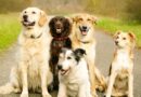 Vet warns dog owners to reconsider choosing one popular dog breed