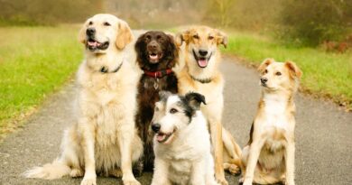 Vet warns dog owners to reconsider choosing one popular dog breed Vet warns dog owners to reconsider choosing one popular dog breed