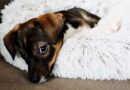 ‘Naughty’ dog behaviour like ‘jumping up’ could actually be a sign of stress