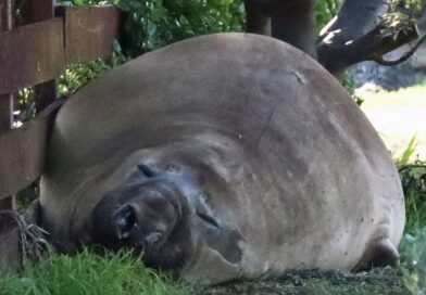 Massive elephant seal goes on rampage in major city | World | News