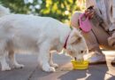 Vet urges owners to stop letting dogs drink from 1 risky place
