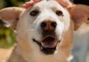 Dog rejected by 13,000 people because he isn’t a puppy