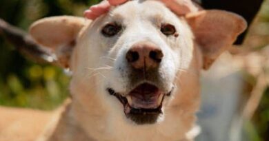 Dog rejected by 13,000 people because he isn’t a puppy